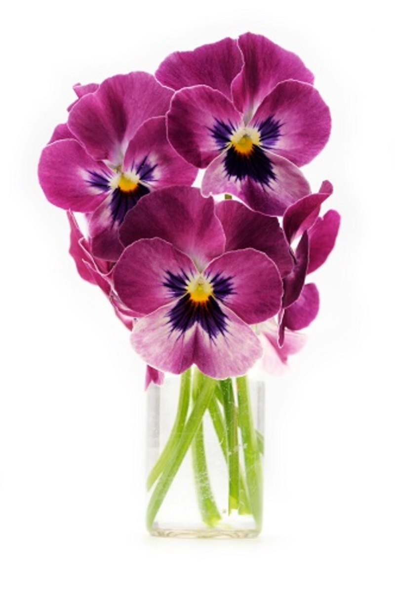 flowers roses